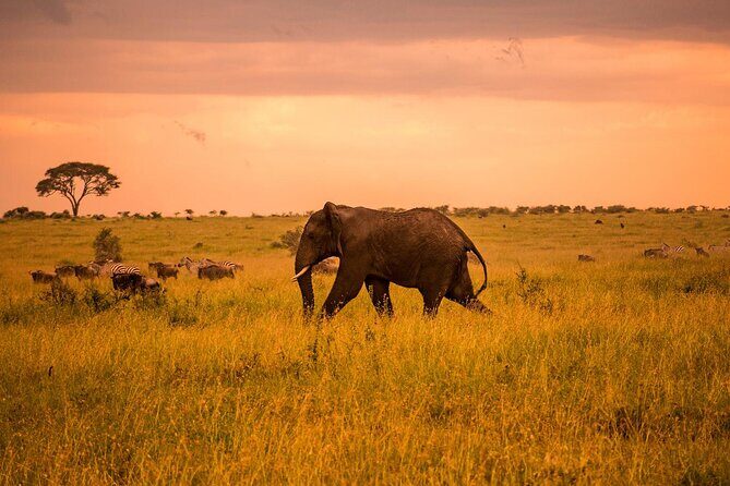 5 Days Private Tarangire, Serengeti, Ngorongoro, Manyara Safaris - Descending Ngorongoro Crater: 600+ meters of wow-factor