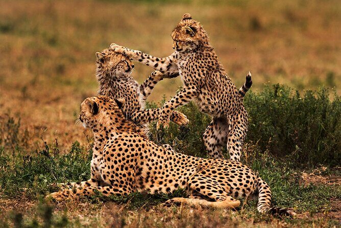 5 Days Private Tarangire, Serengeti, Ngorongoro, Manyara Safaris - Guides, vehicles, and why private feels worth it