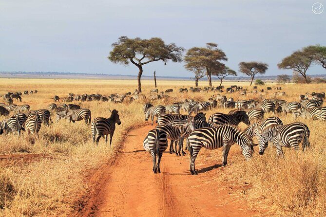 5 Days Private Tarangire, Serengeti, Ngorongoro, Manyara Safaris - Price and value: what $3,500 really buys you