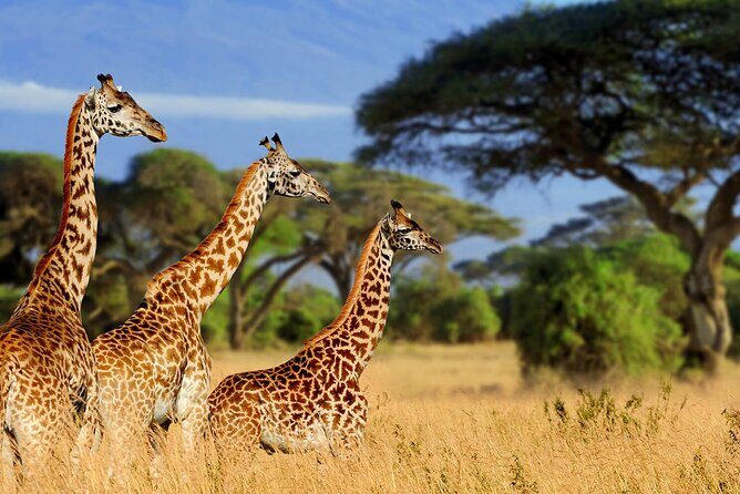 5 Days Private Tarangire, Serengeti, Ngorongoro, Manyara Safaris - Season matters: migration timing and what to watch