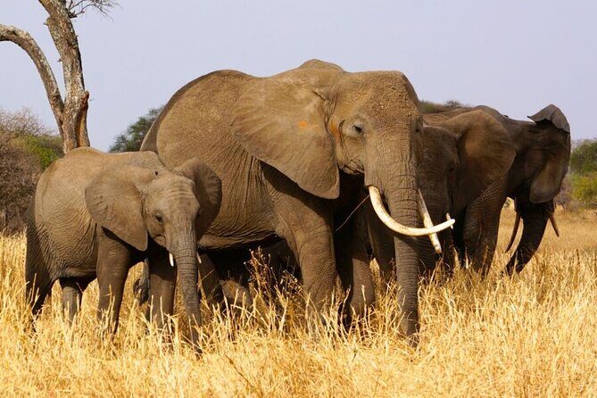 5 Days Private Tarangire, Serengeti, Ngorongoro, Manyara Safaris - Early-morning game drives that catch lions at dawn