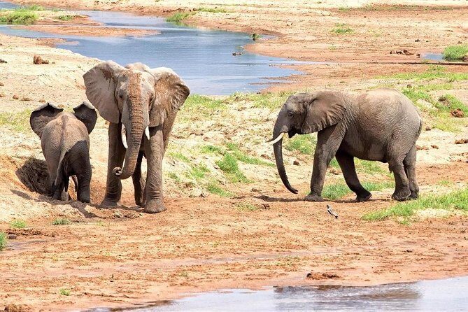5 Days Ruaha National Park Safari - Key highlights worth your attention