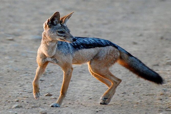 5 Days Ruaha National Park Safari - Game-drive days built around animal odds