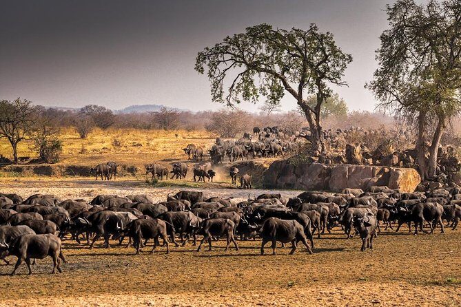 5 Days Ruaha National Park Safari - A walking safari that teaches you how to see