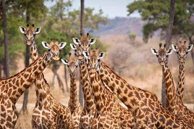 5 Days Ruaha National Park Safari - Price and logistics: is $1,555.31 good value?