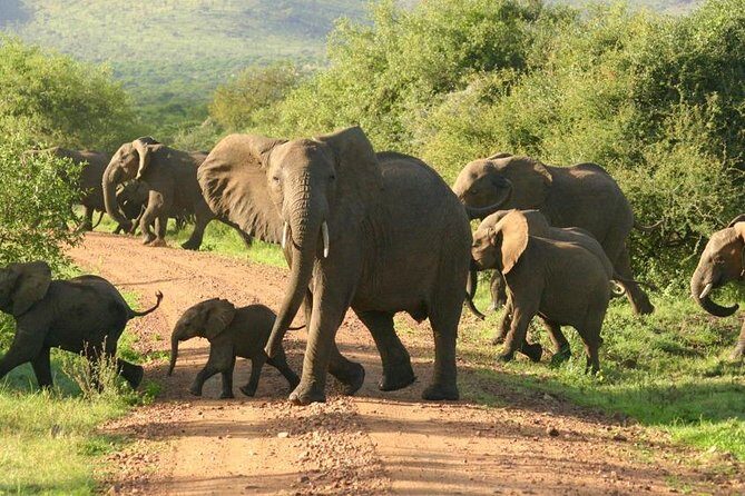 5 Days Ruaha National Park Safari - Getting there in a 4x4: long drives, real comfort