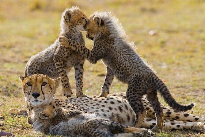 5 Days Safari Adventure in Tanzania - Starting in Arusha: the 8:00 pickup and private pace