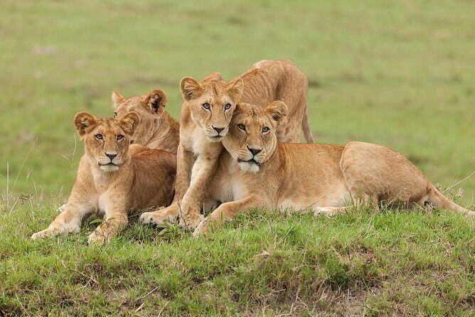5 Days Safari Adventure in Tanzania - Serengeti full day for the Great Migration and Grumeti crossing