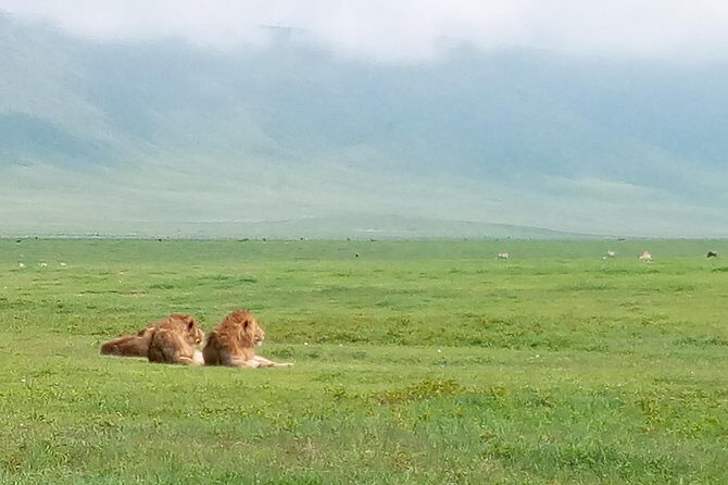 5 Days Safari from Dar es Salaam to Tarangire NP, Manyara NP & Ngorongoro Crater - Ngorongoro Crater: one day, Big Five odds, and crater-floor lunch