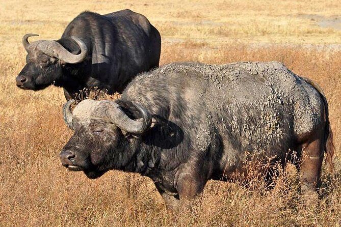 5 Days Safari In Serengeti And Ngorongoro - Lake Manyara picnic: birds, hot springs country, and tree-climbing lions