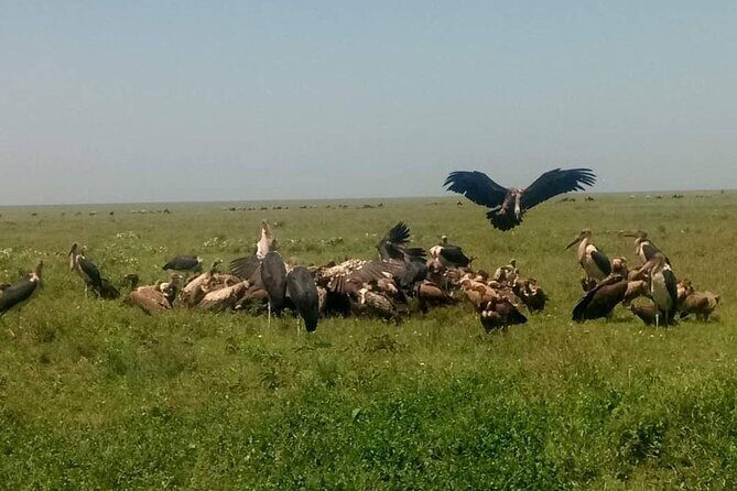 5 Days Safari In Serengeti And Ngorongoro - Two Serengeti drives: how to use that extra day for better sightings