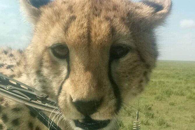 5 Days Safari In Serengeti And Ngorongoro - Safari comfort you can actually feel: fridge, power, VHF radio