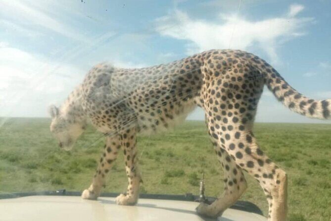 5 Days Safari In Serengeti And Ngorongoro - Meals, lodging, and pacing: what the all-included structure gives you