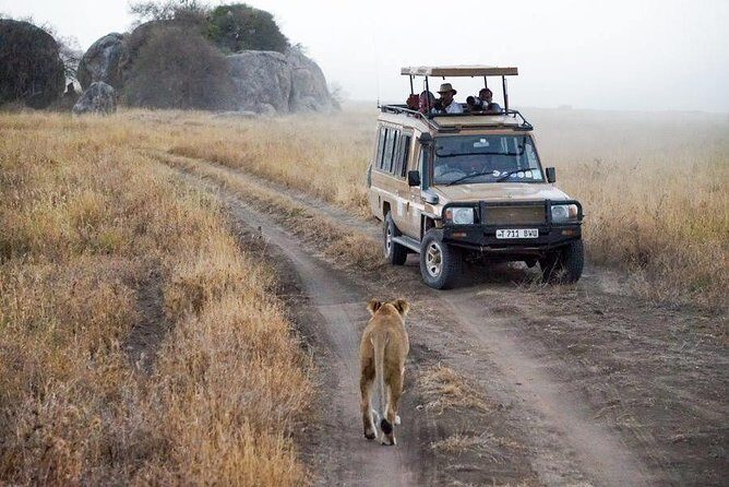 5 Days Safari In Serengeti And Ngorongoro - Olduvai Gorge: a quick history detour before Serengeti