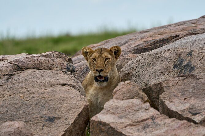 5 Days Safari Northern Circuit of Tanzania - Tarangire National Park: Baobabs, Elephants, and River Wildlife