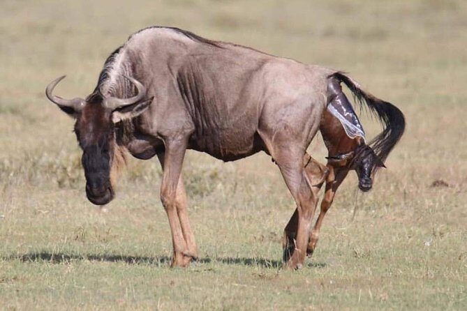 5 Days safari Selous GR and Mikumi NP - Key highlights you’ll feel fast