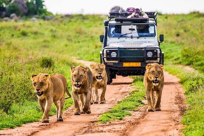 5 Days Safari Tarangire, Serengeti, and Ngorongoro Crater - Serengeti National Park: acacia plains with migration energy in the background