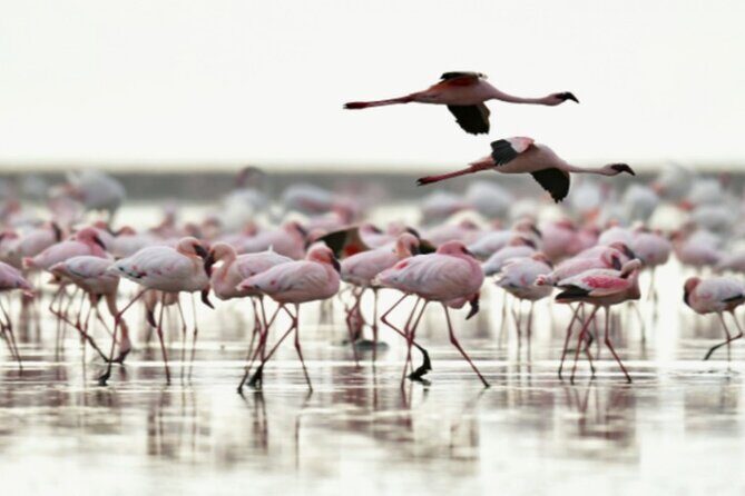 5 Days Safari Tarangire, Serengeti, and Ngorongoro Crater - Ngorongoro Crater: largest intact caldera and serious Big Five odds