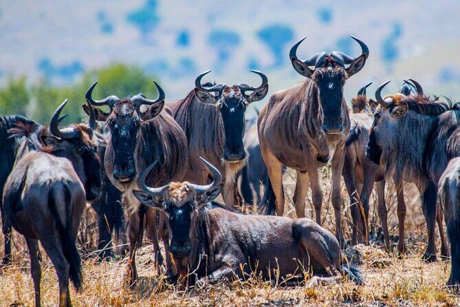 5 Days Safari Tarangire, Serengeti, and Ngorongoro Crater - Meals, timing, and what a 5-day rhythm really means