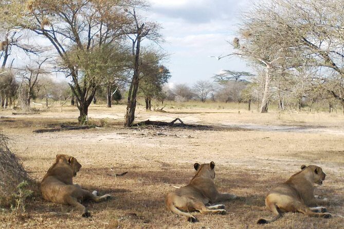5 Days Safari to Nyerere NP (Selous GR) and Mikumi NP - Day 5 return to Dar es Salaam: the sunrise run that closes the loop