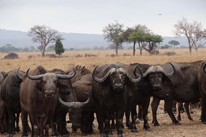 5 Days Safari to Nyerere NP (Selous GR) and Mikumi NP - Day 1 in Nyerere: the boat safari on the Great Rufiji River