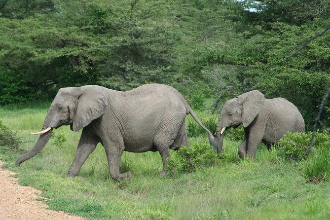 5 Days Safari to Selous & Mikumi - Key Things I’d Highlight Before You Go