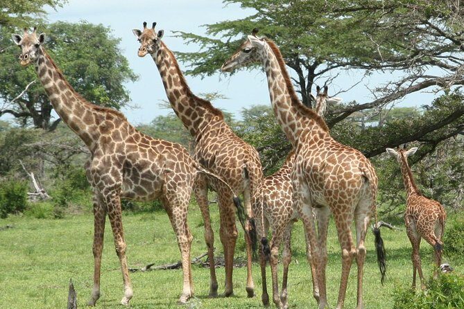 5 Days Safari to Selous & Mikumi - Day 1 in Selous: Afternoon Boat Safari for Crocs and Hippos