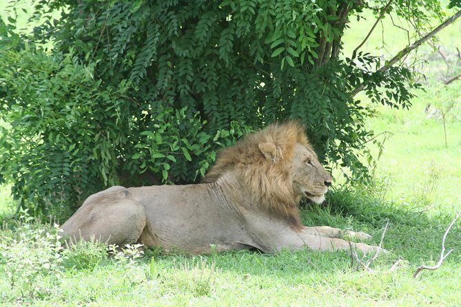 5 Days Safari to Selous & Mikumi - Day 2 in Selous: Walking Safari Morning, Long Game Drive Later