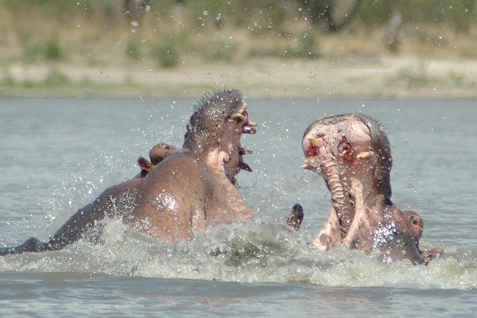 5 Days Safari to Selous & Mikumi - Day 5: Sunrise Game Viewing, Then Late-Afternoon Return to Dar