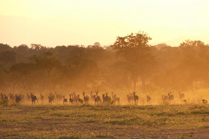 5 Days Safari to Selous & Mikumi - The Safari Vehicle, Meals, and the Small Comforts You’ll Actually Notice