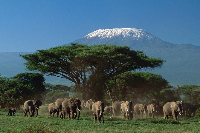 5 days Safari to Tarangire, Ngorongoro, Serengeti and Lake Manyara - Who Will Love This Safari Circuit (and Who Might Not)