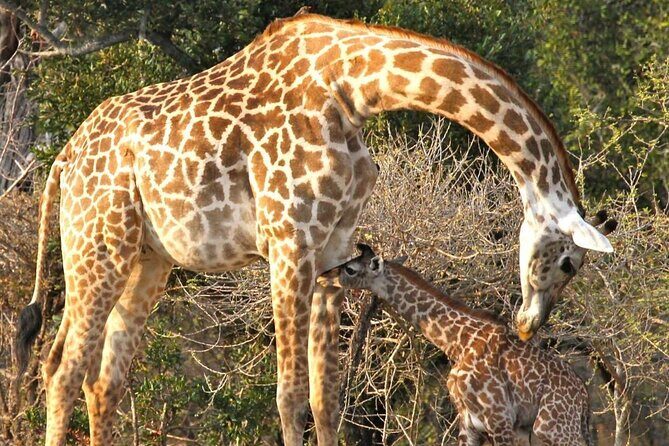 5-Days Selous Game Reserve and Mikumi National Park Tour - Entering the Nyerere–Mikumi circuit with a wildlife-focused plan