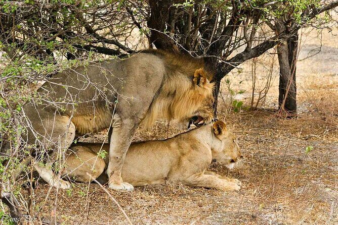 5-Days Selous Game Reserve and Mikumi National Park Tour - Day 4: Transfer to Mikumi, Uluguru country en route, then a half-day game drive