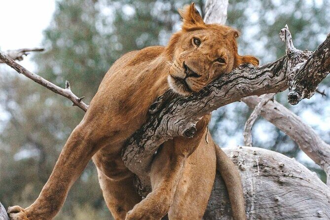 5-Days Selous Game Reserve and Mikumi National Park Tour - Who this tour fits best (and who should rethink it)