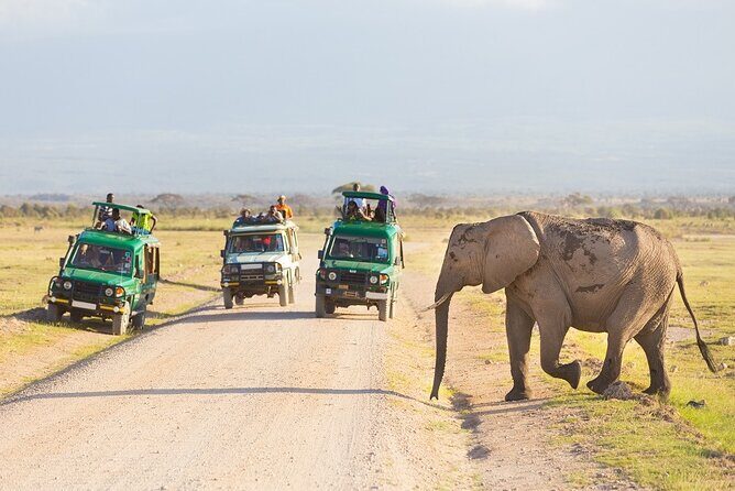 5 Days Serengeti Camping Safari - Day 3 in Serengeti: Early Drive Energy and Simba Campsite Animal Chances