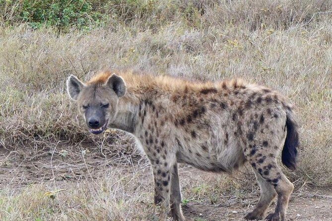 5 days Serengeti safari|Experience the great wildebeest migration - Day 3 full-day migration pursuit: when patience becomes a superpower