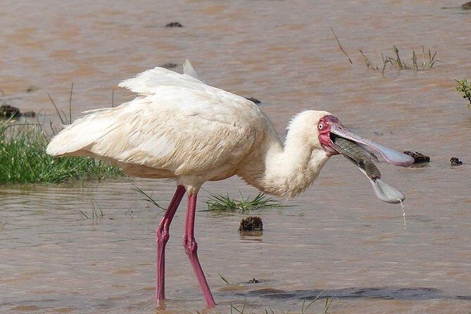 5 days Serengeti safari|Experience the great wildebeest migration - Day 4: morning Serengeti, then transfer to Ngorongoro Crater