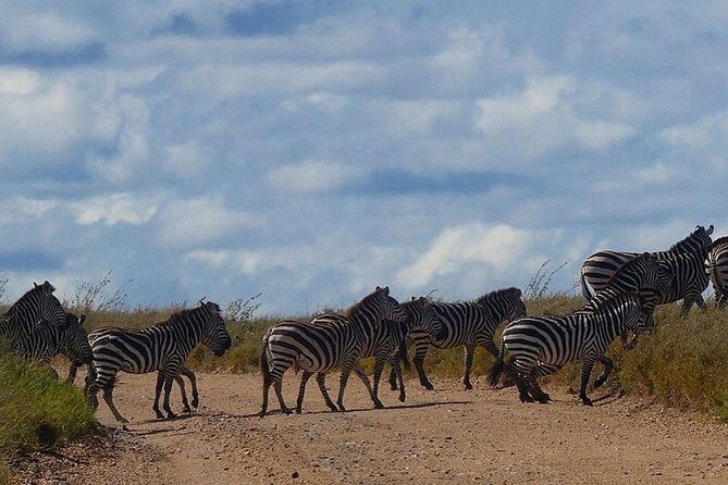 5 days Serengeti safari|Experience the great wildebeest migration - Day 5 in Ngorongoro: a morning game drive to close the loop