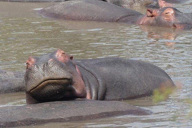 5 days Serengeti safari|Experience the great wildebeest migration - Price and value: what $3,000 covers, and what it doesn’t