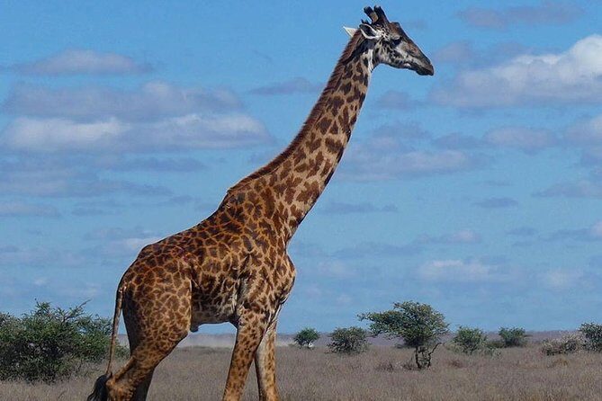 5 days Serengeti safari|Experience the great wildebeest migration - Food, comfort, and the camping reality