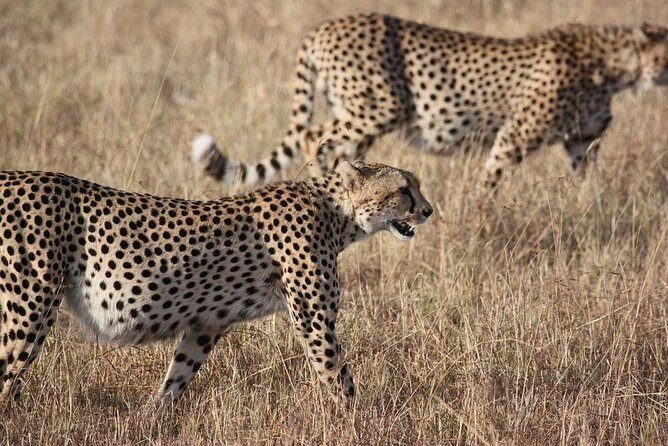 5 days Serengeti Wildebeest Migration Safari - What I like most about this 5-day migration route