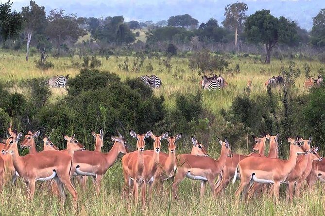 5 days Serengeti Wildebeest Migration Safari - A practical drawback to plan around
