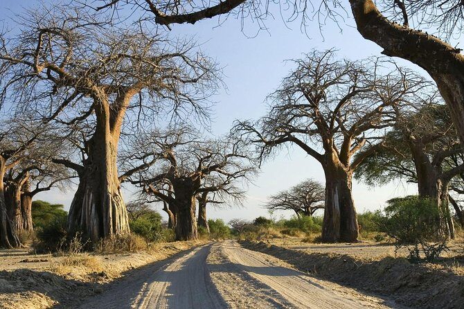 5 days Serengeti Wildebeest Migration Safari - Day 1: Tarangire or Lake Manyara start, plus Mto Wa Mbu color