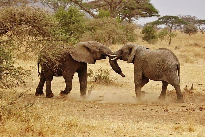 5 days Serengeti Wildebeest Migration Safari - Quick highlights before you go