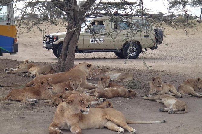 5 Days Special Safari to see migration - Key things I think matter most on this safari