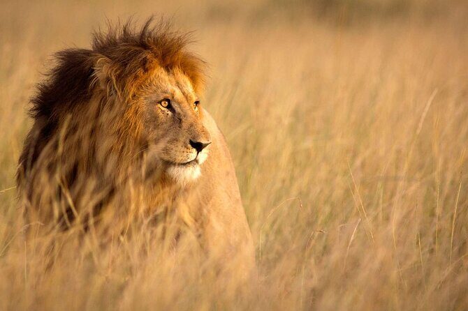 5 Days Special Safari to see migration - Serengeti National Park: two game-drive days with different moods
