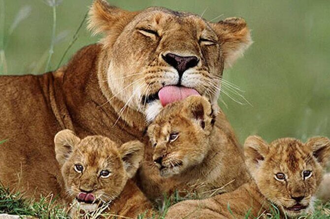 5 Days Special Safari to see migration - Included comfort: what the lodges mean for your safari experience