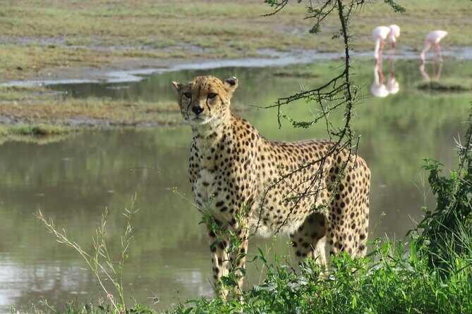 5 Days Special Safari to see migration - Getting moving: pickup, private drive, and how that saves your energy