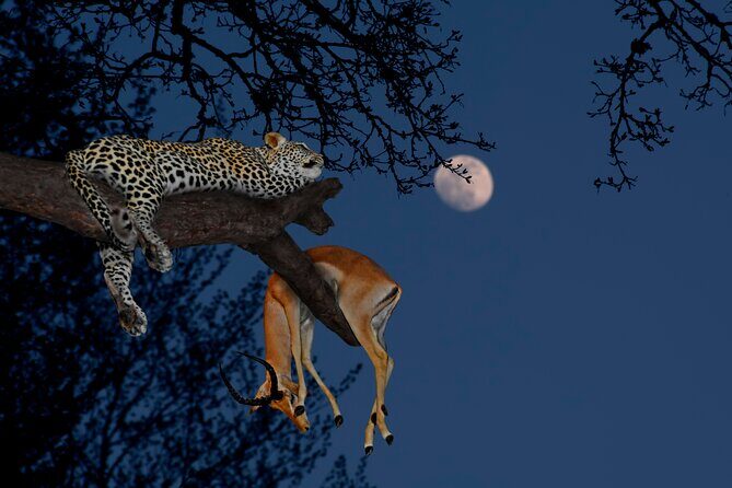 5 Days Tanzania Budget Camping Safari from Arusha - Key highlights worth caring about