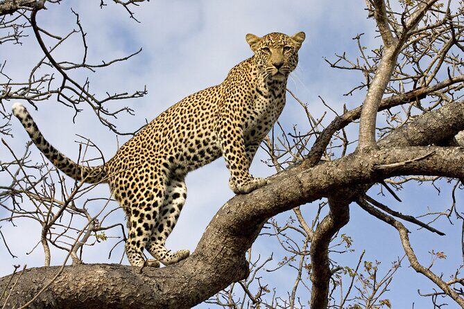 5 Days Tanzania Budget Camping Safari from Arusha - From Arusha to the parks: what a budget camping safari really buys you